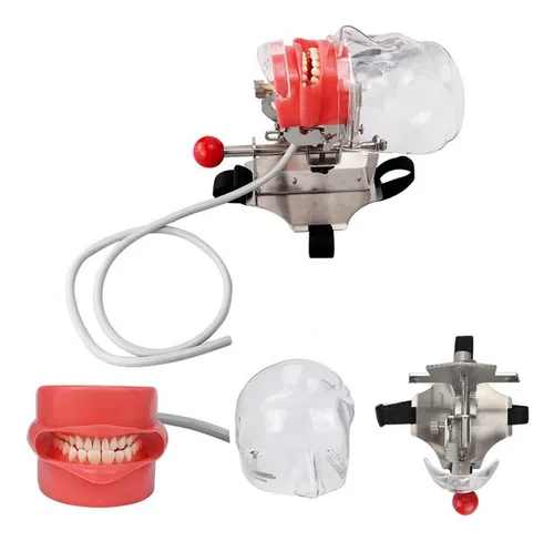 Fantoma Dental / Maniquí De Simulación Para Enseñanza
